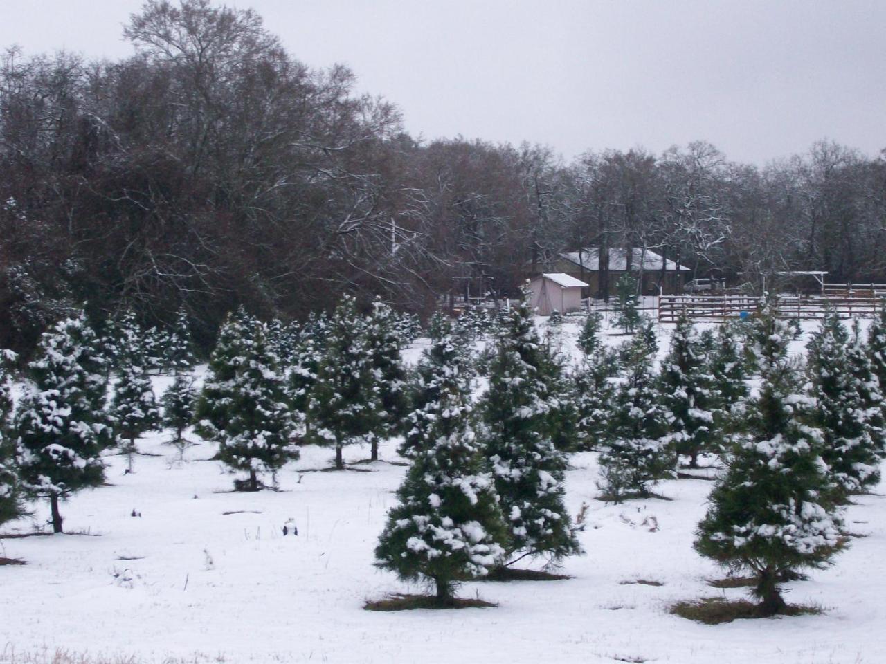Kelumac Christmas Tree Farm B&B Bryan Zewnętrze zdjęcie