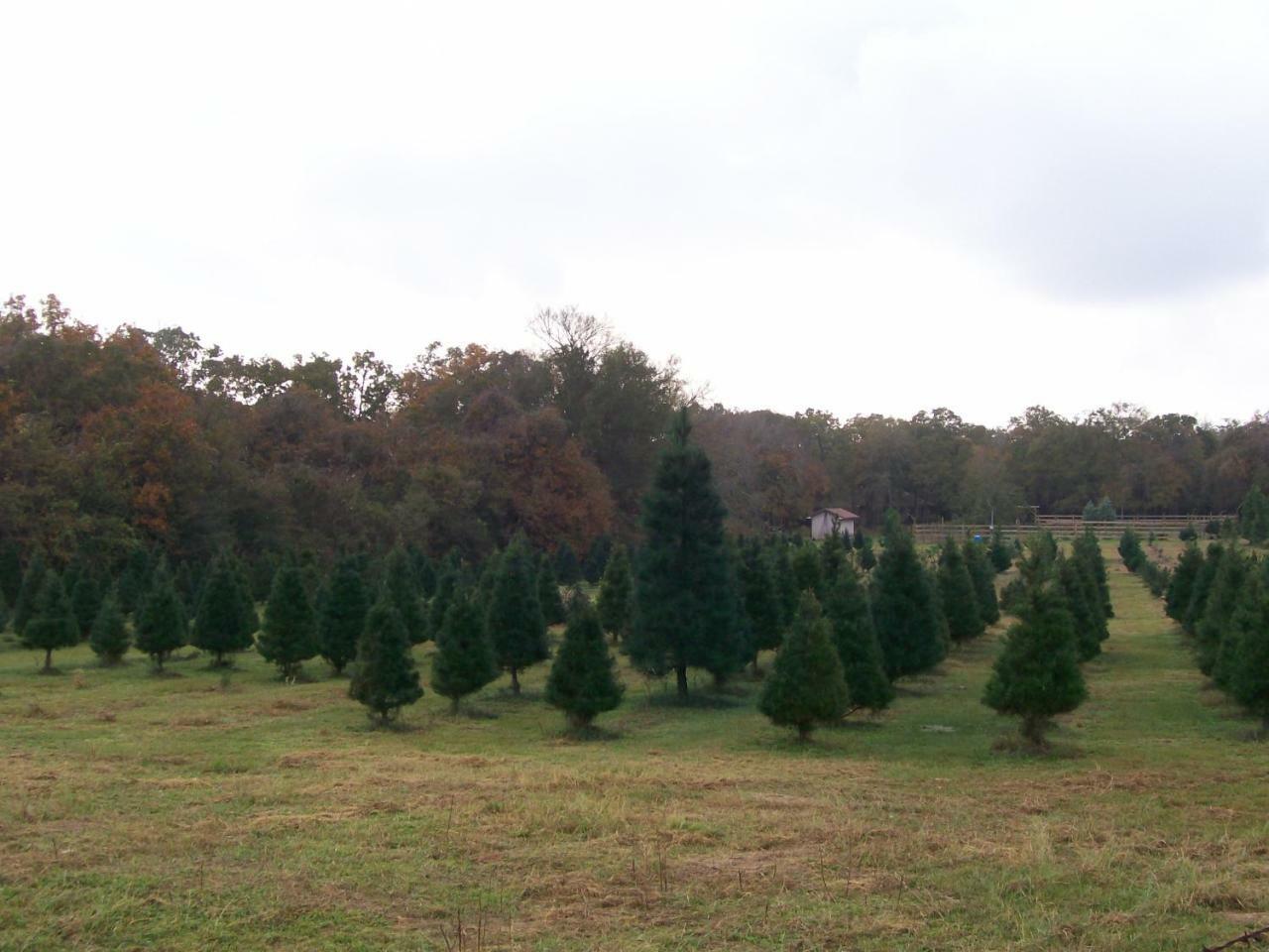 Kelumac Christmas Tree Farm B&B Bryan Zewnętrze zdjęcie