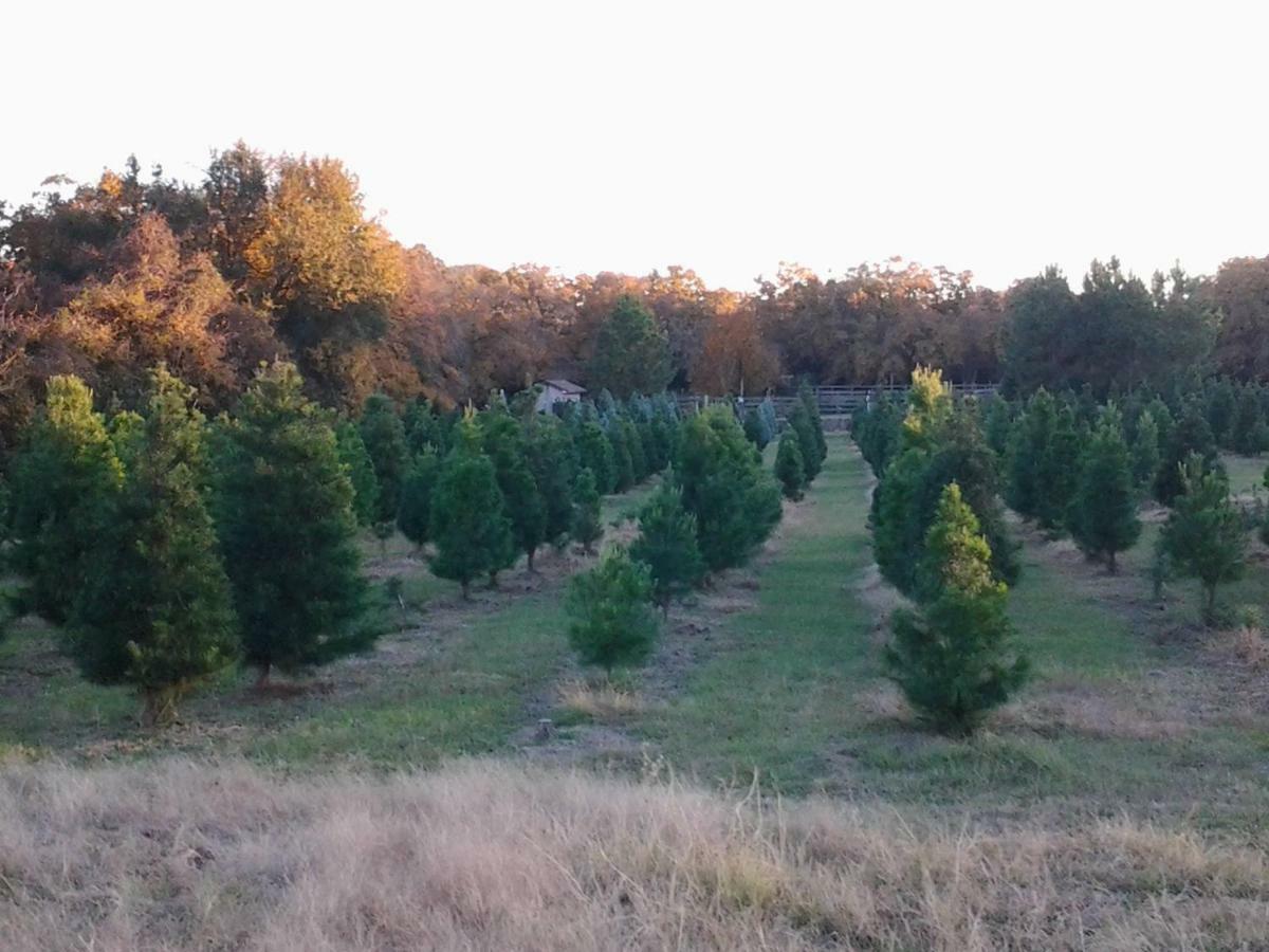 Kelumac Christmas Tree Farm B&B Bryan Zewnętrze zdjęcie